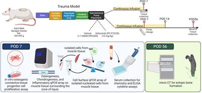 Inhibition of focal adhesion kinase 2 results in a macrophage polarization shift to M2 which attenuates local and systemic inflammation and reduces heterotopic ossification after polysystem extremity trauma
